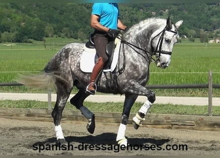 PRE, Caballo castrado, 7 años, 165 cm, Tordo