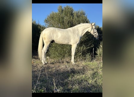 PRE, Caballo castrado, 7 años, 166 cm, Tordo