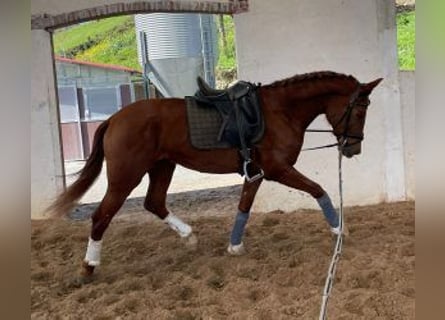 PRE Mestizo, Caballo castrado, 7 años, 167 cm, Alazán-tostado
