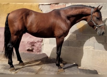 PRE, Caballo castrado, 7 años, 167 cm, Castaño