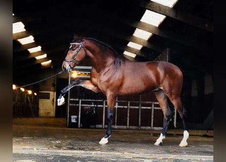 PRE, Caballo castrado, 7 años, 167 cm, Castaño rojizo