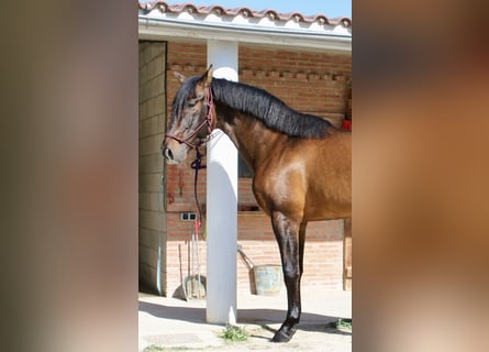 PRE Mestizo, Caballo castrado, 7 años, 168 cm, Castaño