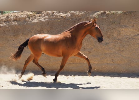 PRE Mestizo, Caballo castrado, 7 años, 169 cm, Alazán-tostado