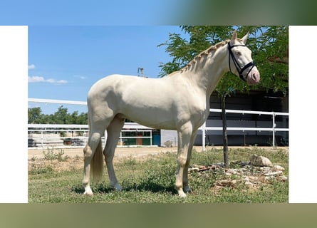 PRE Mestizo, Caballo castrado, 7 años, 169 cm, Perlino