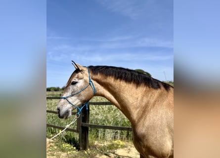 PRE, Caballo castrado, 7 años, 169 cm, Sabino