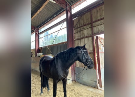 PRE Mestizo, Caballo castrado, 8 años, 160 cm, Negro