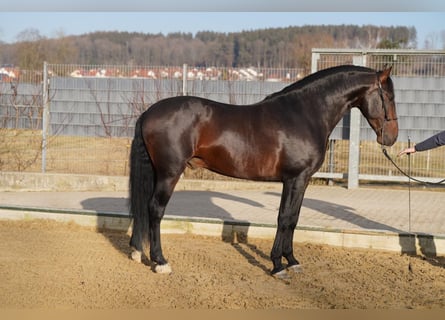 PRE, Caballo castrado, 8 años, 162 cm, Morcillo