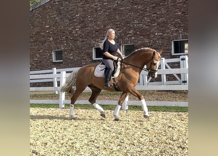 PRE Mestizo, Caballo castrado, 8 años, 163 cm, Palomino
