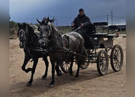 PRE Mestizo, Caballo castrado, 8 años, 163 cm, Tordo