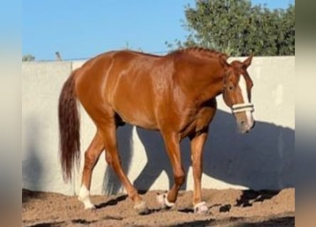 PRE Mestizo, Caballo castrado, 8 años, 165 cm, Alazán-tostado