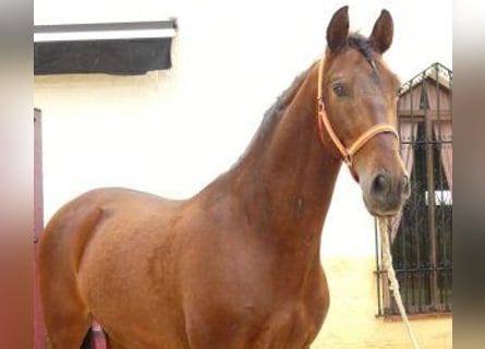 PRE Mestizo, Caballo castrado, 8 años, 165 cm, Castaño rojizo