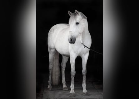 PRE Mestizo, Caballo castrado, 8 años, 165 cm, Tordo