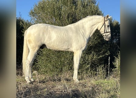 PRE Mestizo, Caballo castrado, 8 años, 166 cm, Tordo