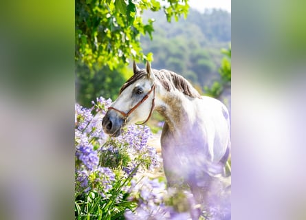 PRE Mestizo, Caballo castrado, 8 años, 166 cm, Tordo