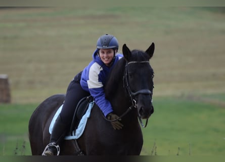 PRE Mestizo, Caballo castrado, 8 años, 167 cm, Negro