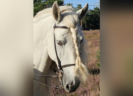 PRE Mestizo, Caballo castrado, 8 años, 168 cm, Tordo