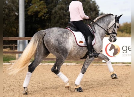 PRE Mestizo, Caballo castrado, 8 años, 172 cm, Tordo