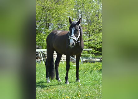 PRE, Caballo castrado, 9 años, 152 cm, Morcillo