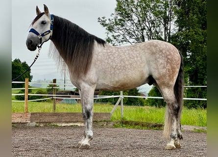 PRE Mestizo, Caballo castrado, 9 años, 155 cm, Tordo