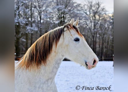 PRE, Caballo castrado, 9 años, 160 cm, Tordo