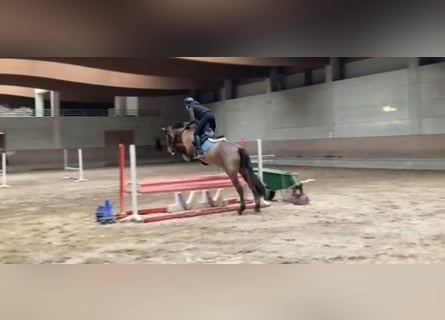 PRE, Caballo castrado, 9 años, 162 cm