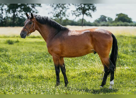 PRE Mestizo, Caballo castrado, 9 años, 162 cm, Castaño