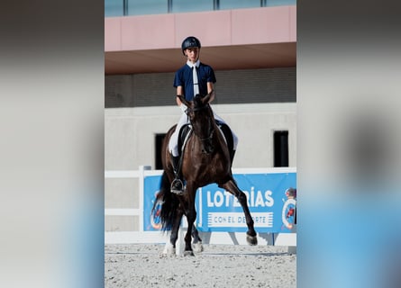 PRE, Caballo castrado, 9 años, 162 cm, Negro