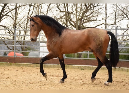 PRE Mestizo, Caballo castrado, 9 años, 163 cm, Bayo