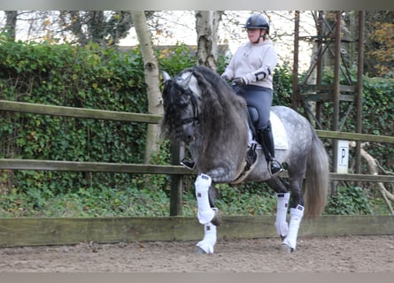 PRE, Caballo castrado, 9 años, 163 cm, Porcelana