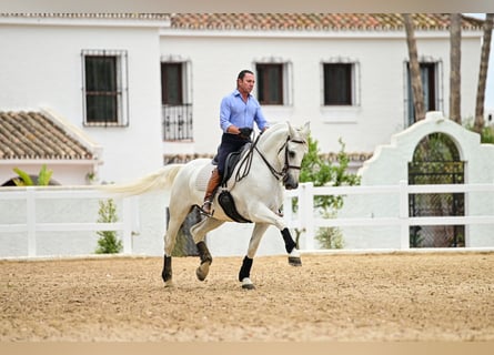 PRE, Caballo castrado, 9 años, 163 cm, Tordo