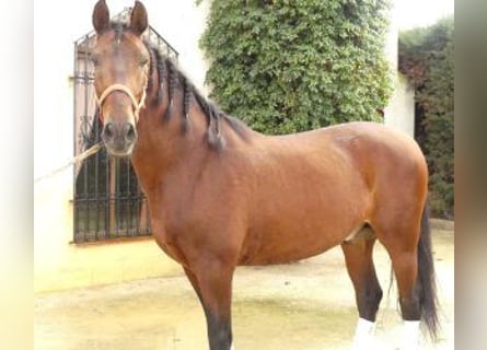 PRE Mestizo, Caballo castrado, 9 años, 164 cm, Castaño rojizo