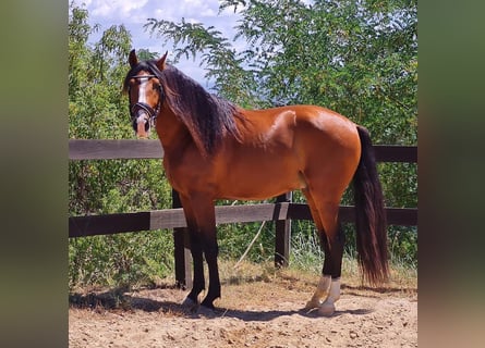 PRE Mestizo, Caballo castrado, 9 años, 165 cm, Castaño