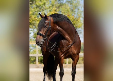 PRE Mestizo, Caballo castrado, 9 años, 165 cm, Castaño