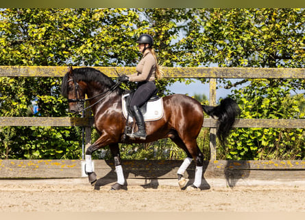 PRE Mestizo, Caballo castrado, 9 años, 165 cm, Castaño