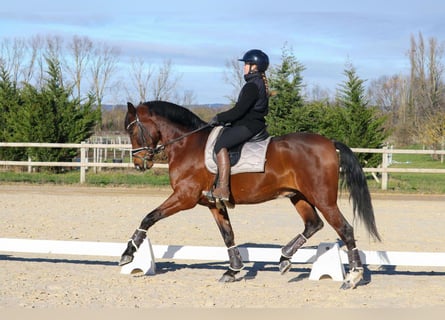 PRE Mestizo, Caballo castrado, 9 años, 165 cm, Castaño