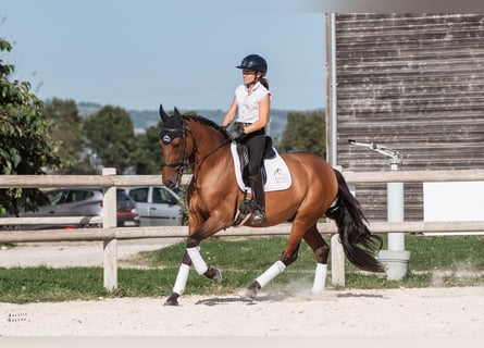 PRE Mestizo, Caballo castrado, 9 años, 165 cm, Castaño