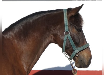 PRE Mestizo, Caballo castrado, 9 años, 165 cm, Castaño oscuro