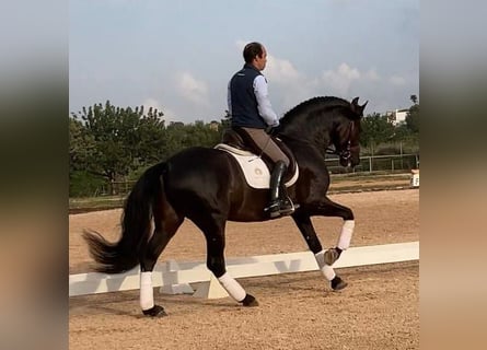 PRE Mestizo, Caballo castrado, 9 años, 165 cm, Negro