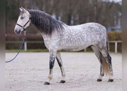 PRE Mestizo, Caballo castrado, 9 años, 165 cm, Tordo rodado