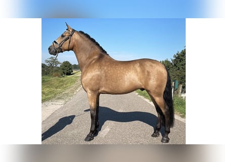 PRE Mestizo, Caballo castrado, 9 años, 166 cm, Buckskin/Bayo
