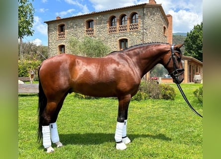 PRE, Caballo castrado, 9 años, 167 cm, Castaño