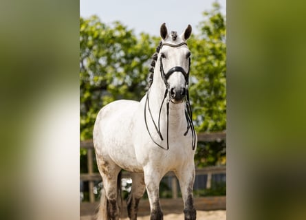 PRE Mestizo, Caballo castrado, 9 años, 168 cm, Tordo