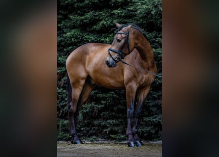PRE Mestizo, Caballo castrado, 9 años, 173 cm, Buckskin/Bayo