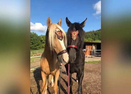 PRE, Castrone, 10 Anni, 160 cm, Morello