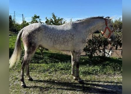 PRE Mix, Castrone, 10 Anni, 162 cm, Grigio