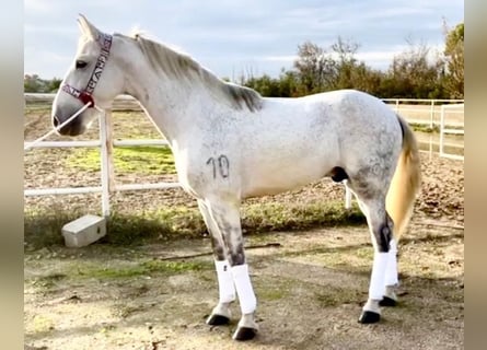 PRE Mix, Castrone, 10 Anni, 162 cm, Grigio pezzato