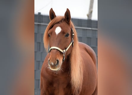 PRE Mix, Castrone, 10 Anni, 163 cm, Sauro