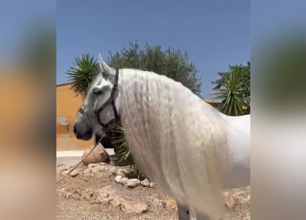 PRE Mix, Castrone, 10 Anni, 165 cm, Grigio pezzato