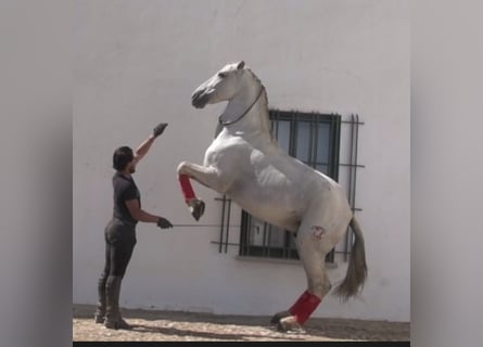 PRE Mix, Castrone, 10 Anni, 167 cm, Grigio
