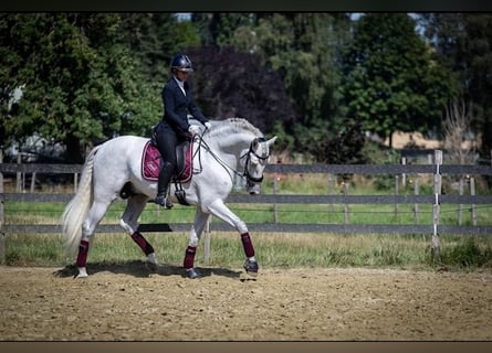 PRE Mix, Castrone, 10 Anni, 168 cm, Grigio